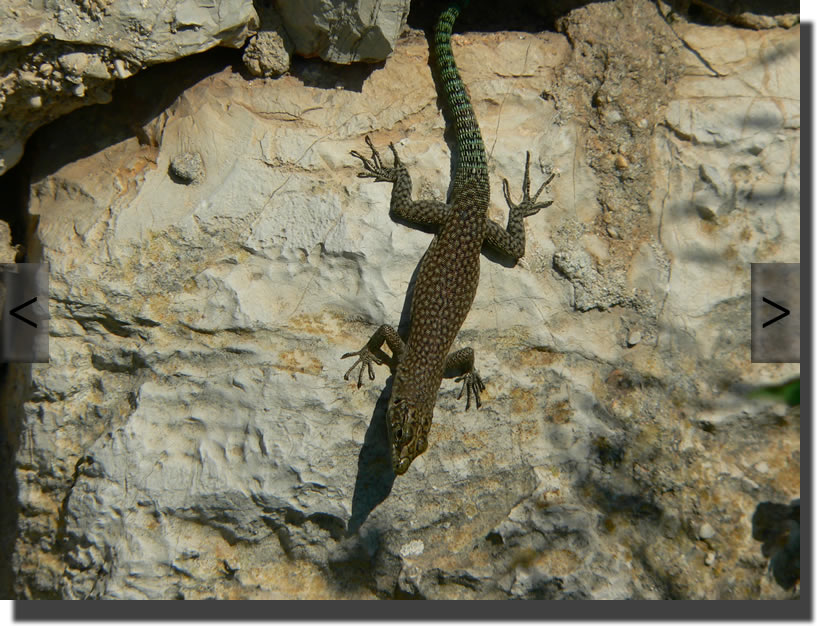 Dalmatolacerta oxycephala